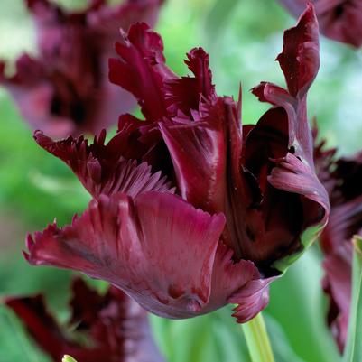 Tulipa Parrot 'Black Parrot' 