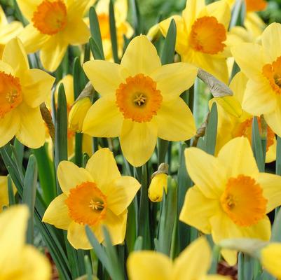 Narcissi Large Cupped 'Fortune' 