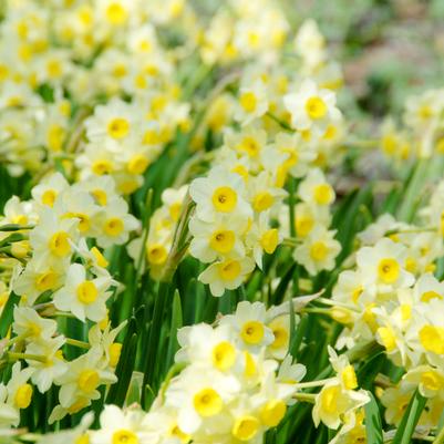 Narcissi Miniature 'Minnow' 