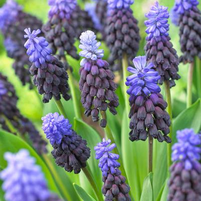 Muscari 'Latifolium' 