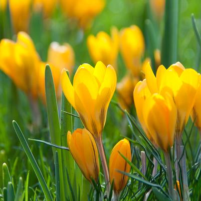 Crocus Large Flowering 'Golden Yellow' 