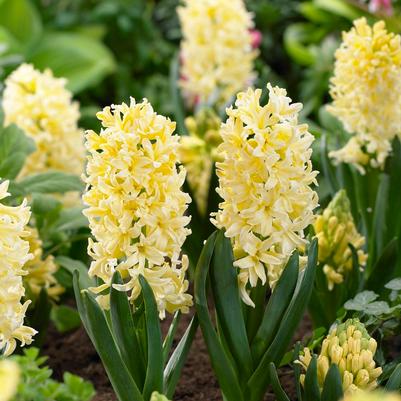 Hyacinthus Orientalis 'Gypsy Princess' 