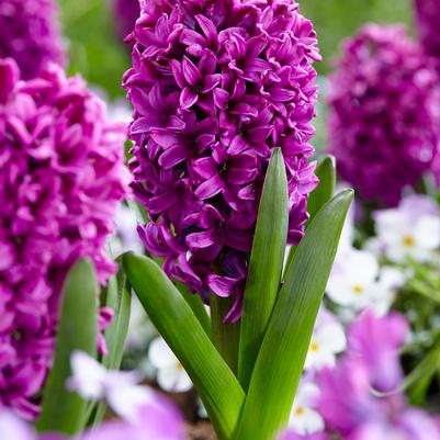 Hyacinthus Orientalis 'Miss Saigon' 