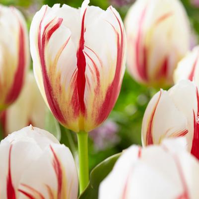 Tulipa Triumph 'Carnaval de Rio' 