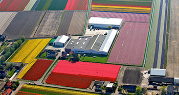 Wholesale Flower Bulbs, Bulk Tulip Bulbs & Wholesale Daffodil Bulbs direct from Holland since 1946. Wholesale Flower Bulbs, Bulk Tulip Bulbs & Wholesale Daffodil Bulbs direct from Holland since 1946.